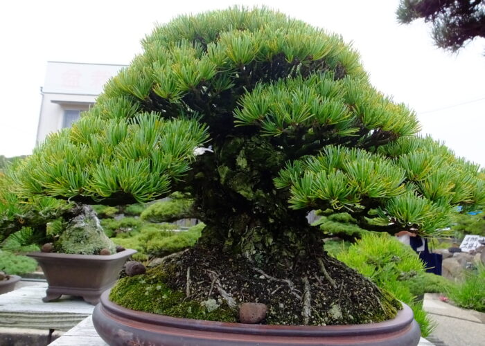 Bonsai Gardens, Craft, and Lunch in a Farmer’s Workshop