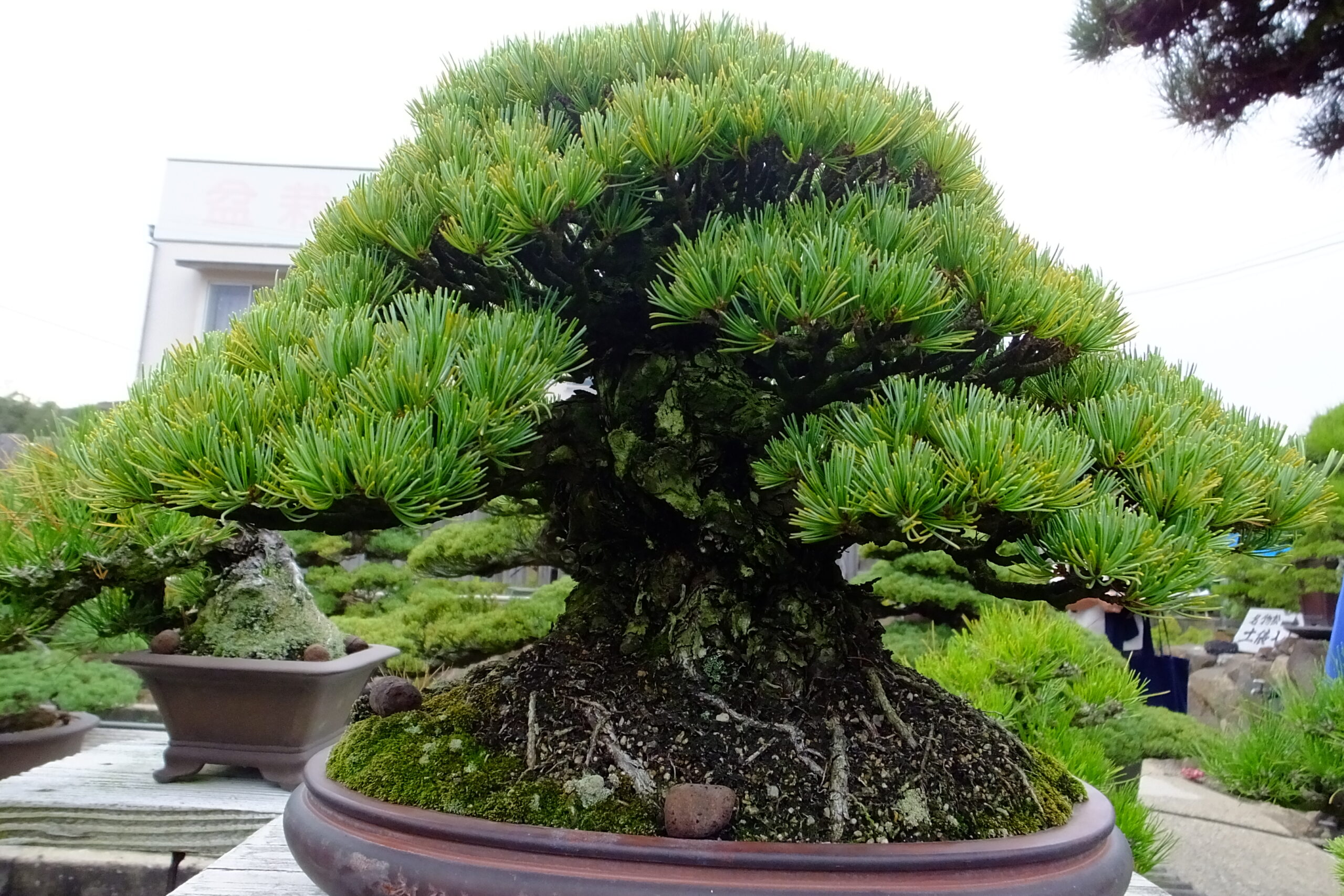 Takamatsu Bonsai Tour