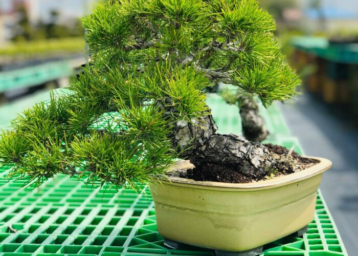 Bonsai Gardens, Craft, and Lunch in a Farmer’s Workshop